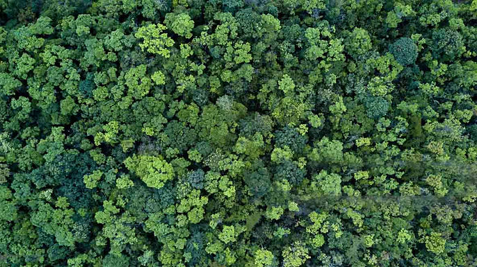 verde in Bovisasca