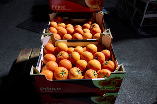 Wholesale tomatoes vegetables