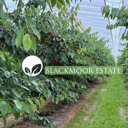 Blackmoor Estate logo with fresh green plants in an agricultural field