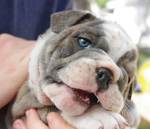 English bulldog female .JPG
