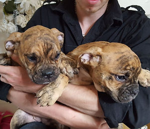 English bulldog.jpg