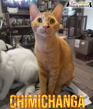Chimichanga