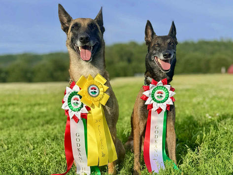 Norges første Malinois godkjente i gjeting
