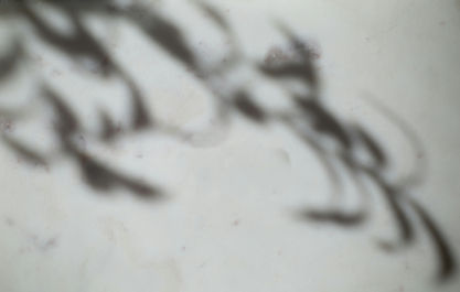 image d'ombre de bambou