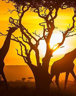 Lilo Homes Kenya Photo By Giulia Bannister