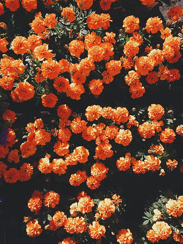 carnations.jpeg