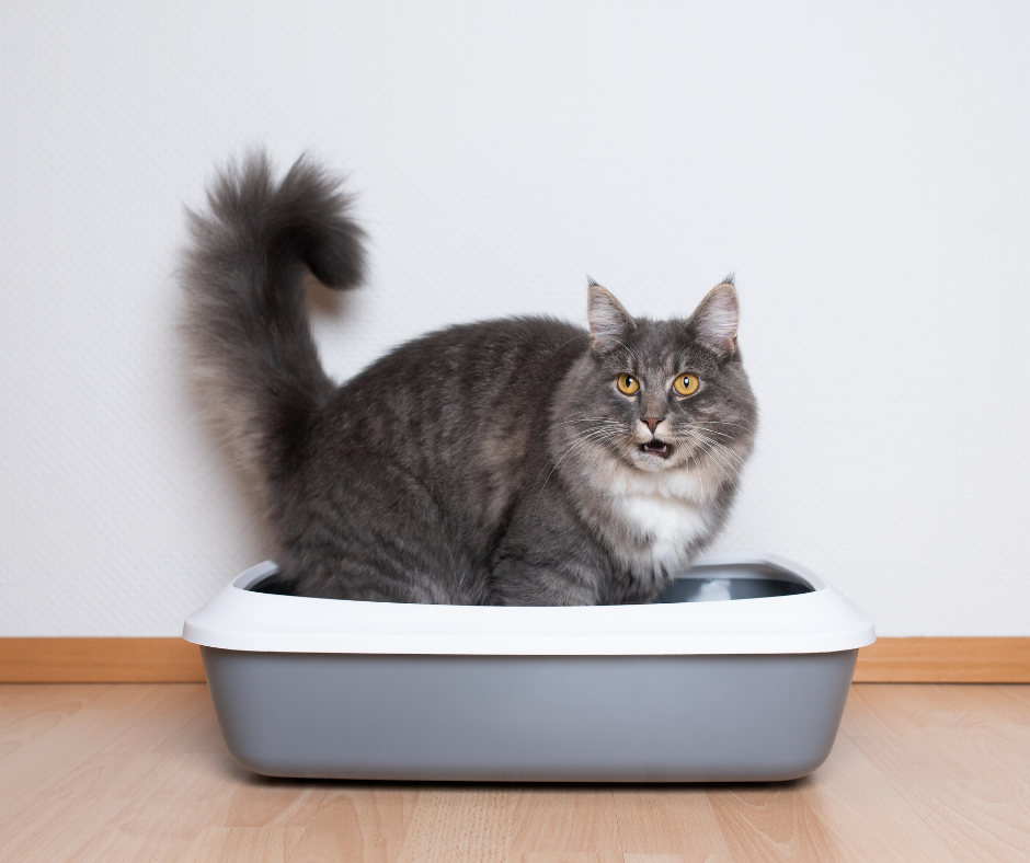 Problemas de vejiga en gatos: causas, síntomas y tratamientos.