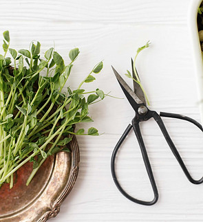 peas microgreens on a plate