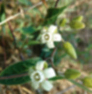 Floral Cometa Filhas de Gaia