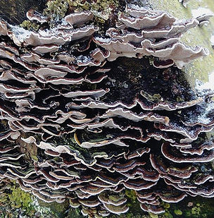 Floral Cogumelo Redenção Filhas de Gaia