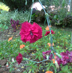 Floral Cravo Carmin Filhas de Gaia