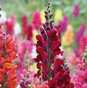Floral Boca de Leão Filhas de Gaia