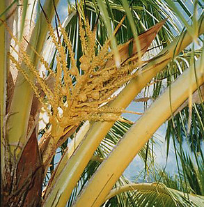 Floral Coco Filhas de Gaia