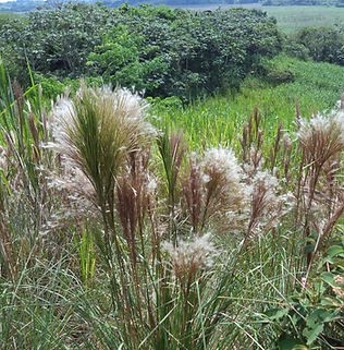 Floral Capim Rabo de Raposa Filhas de Gaia