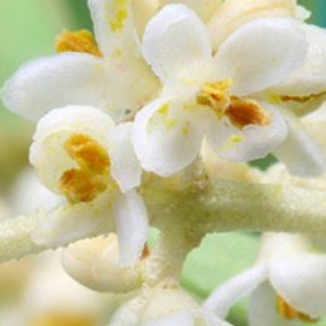 Floral de Bach Olive