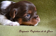 BLACKBURN BIEWERS Benjamin Perfection de