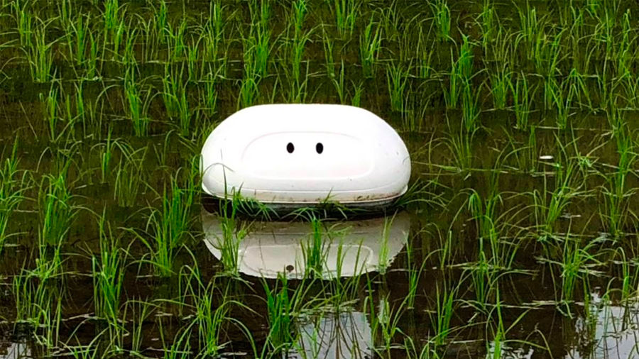 Se planea crear un pato robot que cuida los cultivos de arroz
