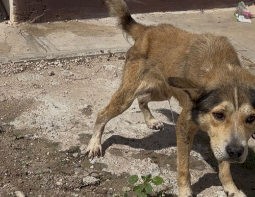 Rescató Gobierno de Reynosa mascota en condiciones de maltrato..