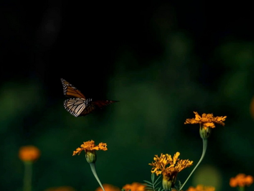 Facilita Tamaulipas migración de la mariposa monarca: CPBT-A la fecha suman 300 reportes y avistamiento, desde Nuevo Laredo hasta Soto la Marina y Victoria.