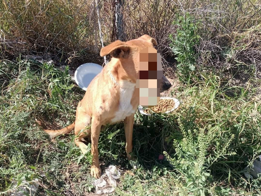 Velan rescatistas y Gobierno de Reynosa por animal maltratado.