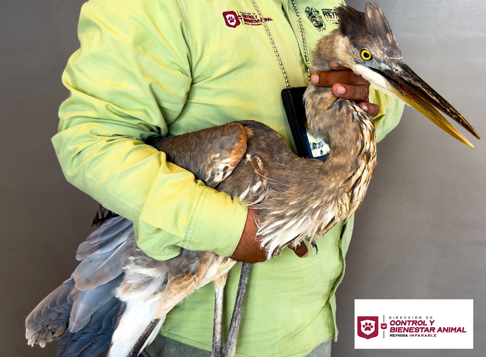 Recibió Control y Bienestar Animal una garza lesionada para su atención médicaEl Alcalde Carlos Peña Ortiz promueve acciones de protección y respeto a la fauna silvestre..