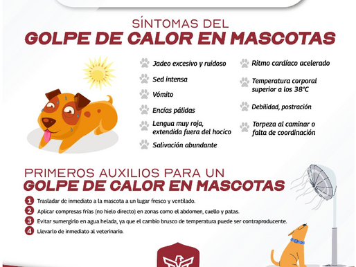 Exhorta Alcalde de Reynosa a cuidar salud de las mascotas..