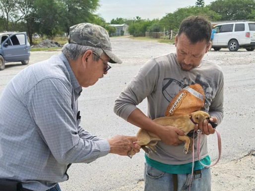 Realiza SST campaña preventiva para la detección de rickettsiosis.