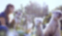 Dog%20Walker%20at%20the%20Park_edited.jpg