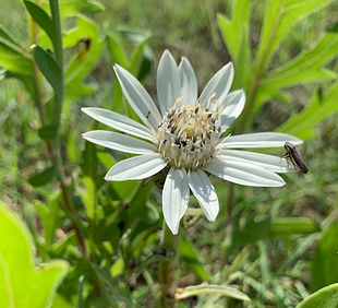 original (9)_edited.jpg