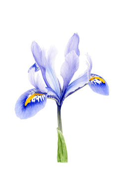 Iris reticulata 'Alida'