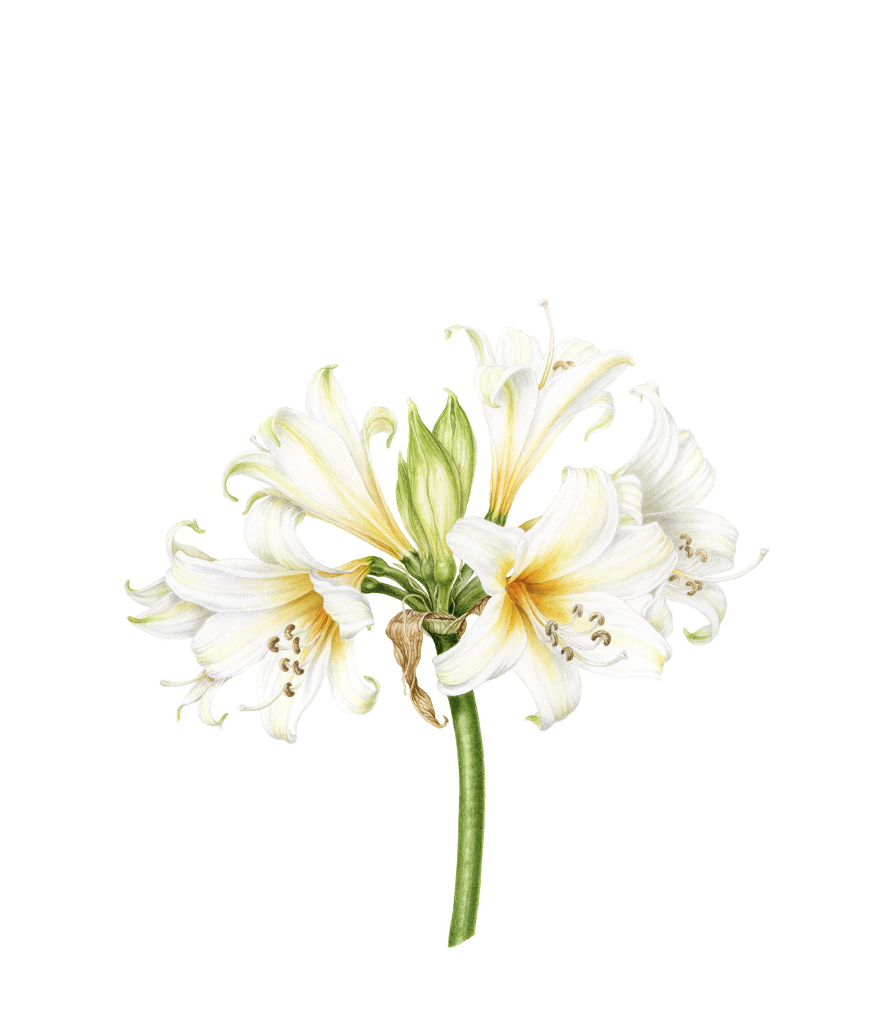 White belladonna lily