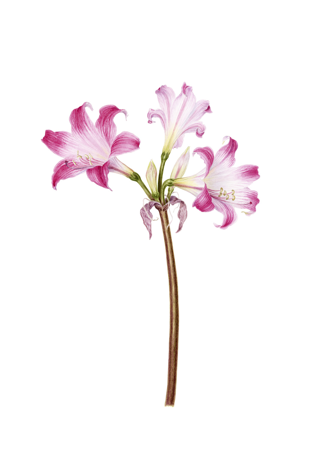 Belladonna Lily