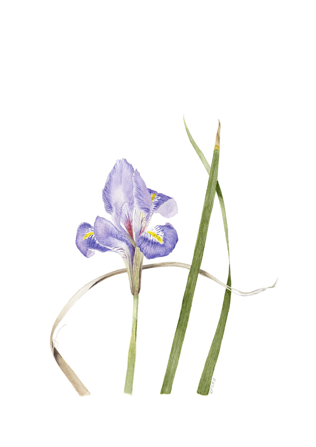 Winter Iris