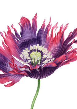 Fringed poppy detail