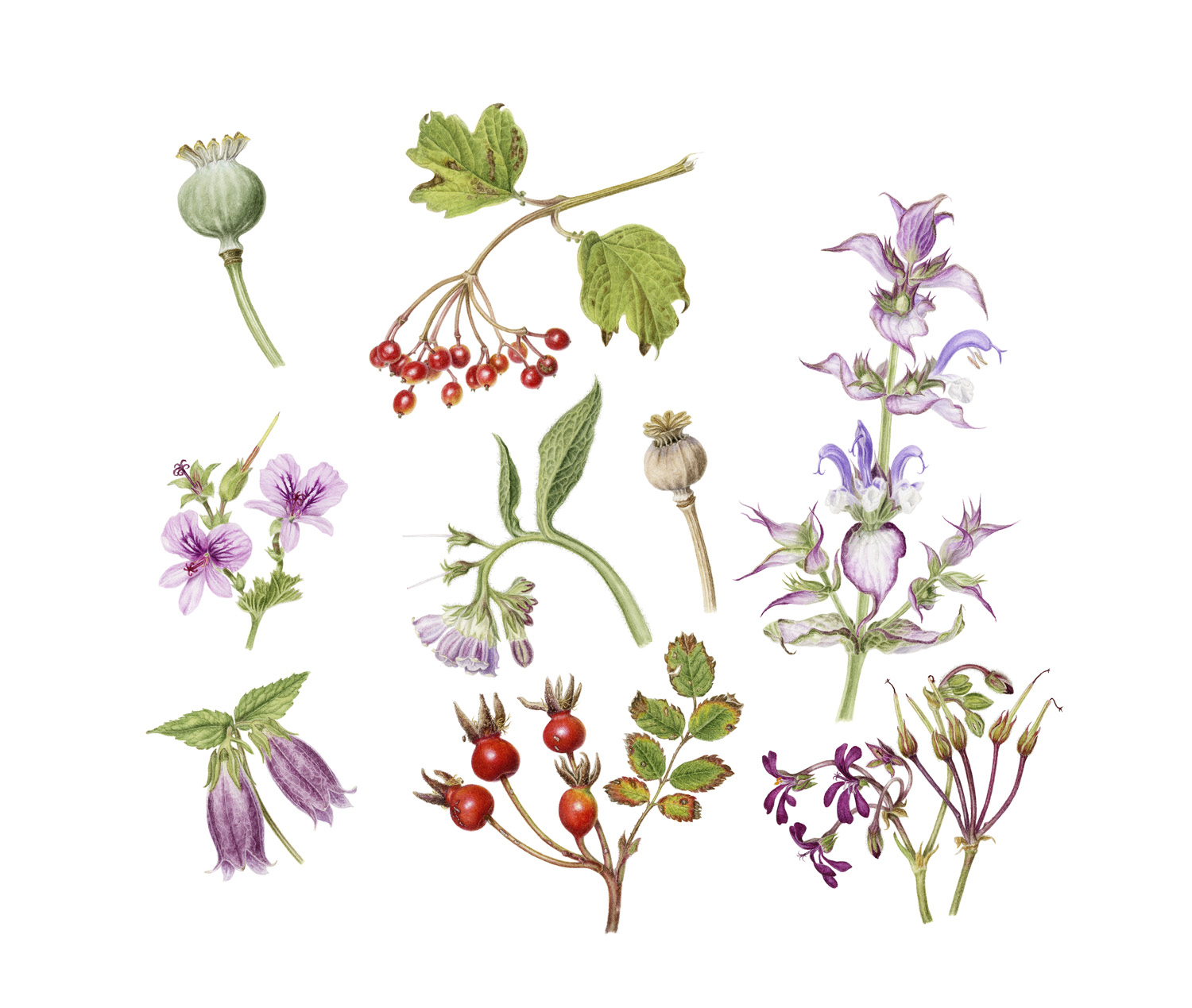 Summer garden sampler