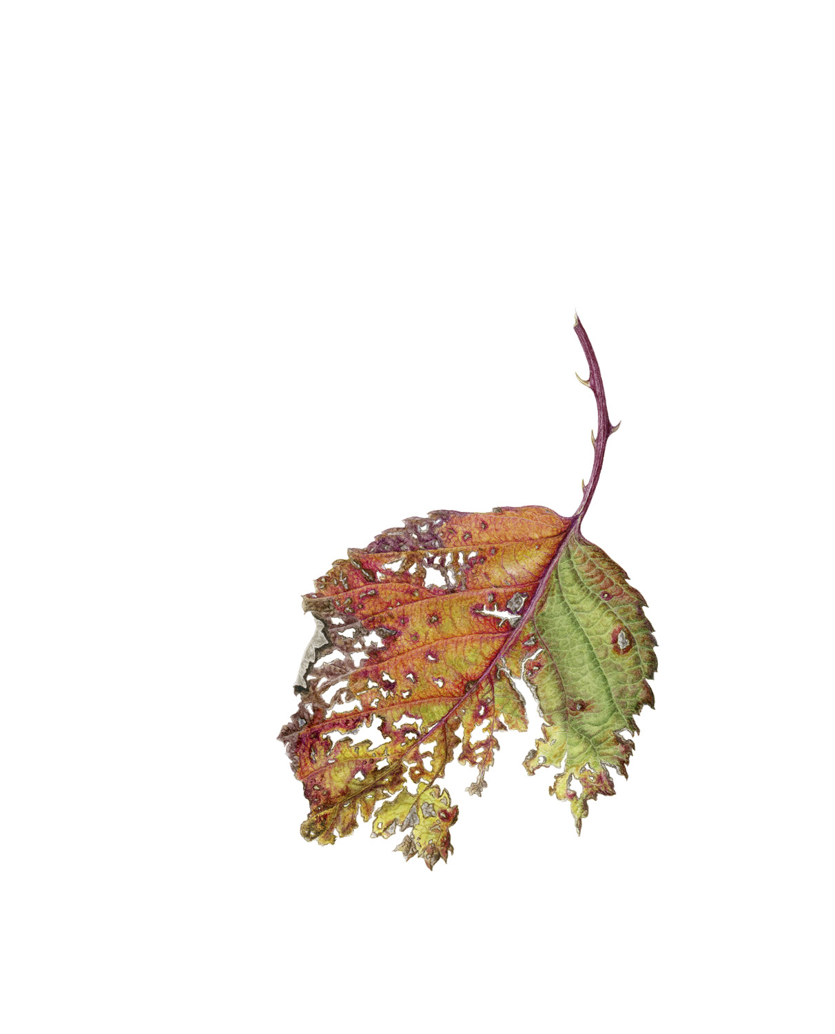 Blackberry leaf