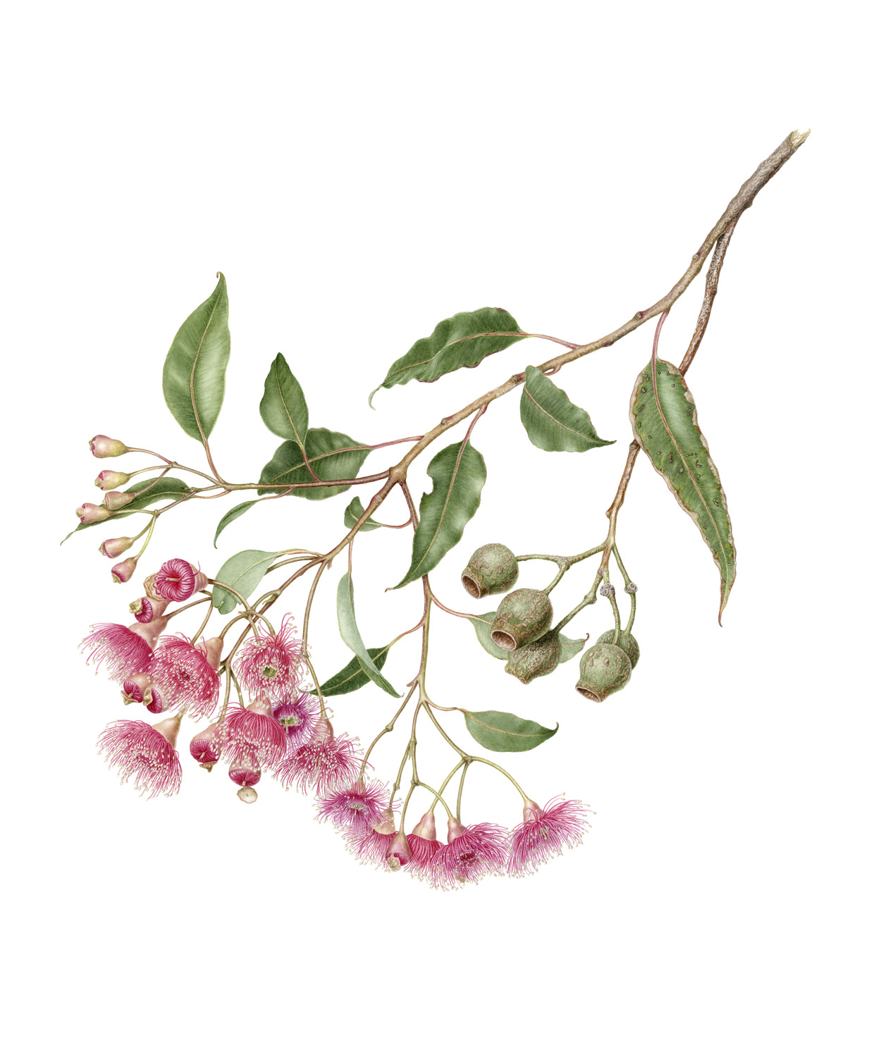 Pink Flowering Gum