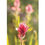 Thumbnail: Double Sided Bookmark - Waterfall / Indian Paintbrush