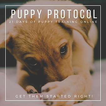 PUPPY PROTOCOL 2.png