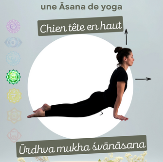 ✨ Urdhva Mukha Svanasana (ऊर्ध्व मुख श्वानासन) - Posture du Chien tête en haut ✨ 