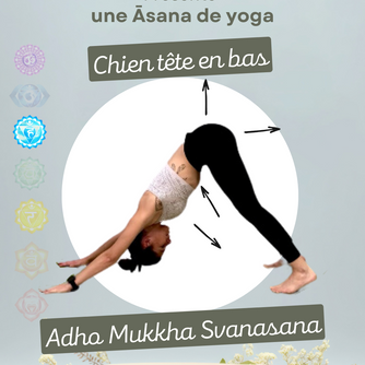 ✨Adho Mukha Śvānāsana (अधो मुख श्वानासन) - la Posture du Chien tête en bas✨
