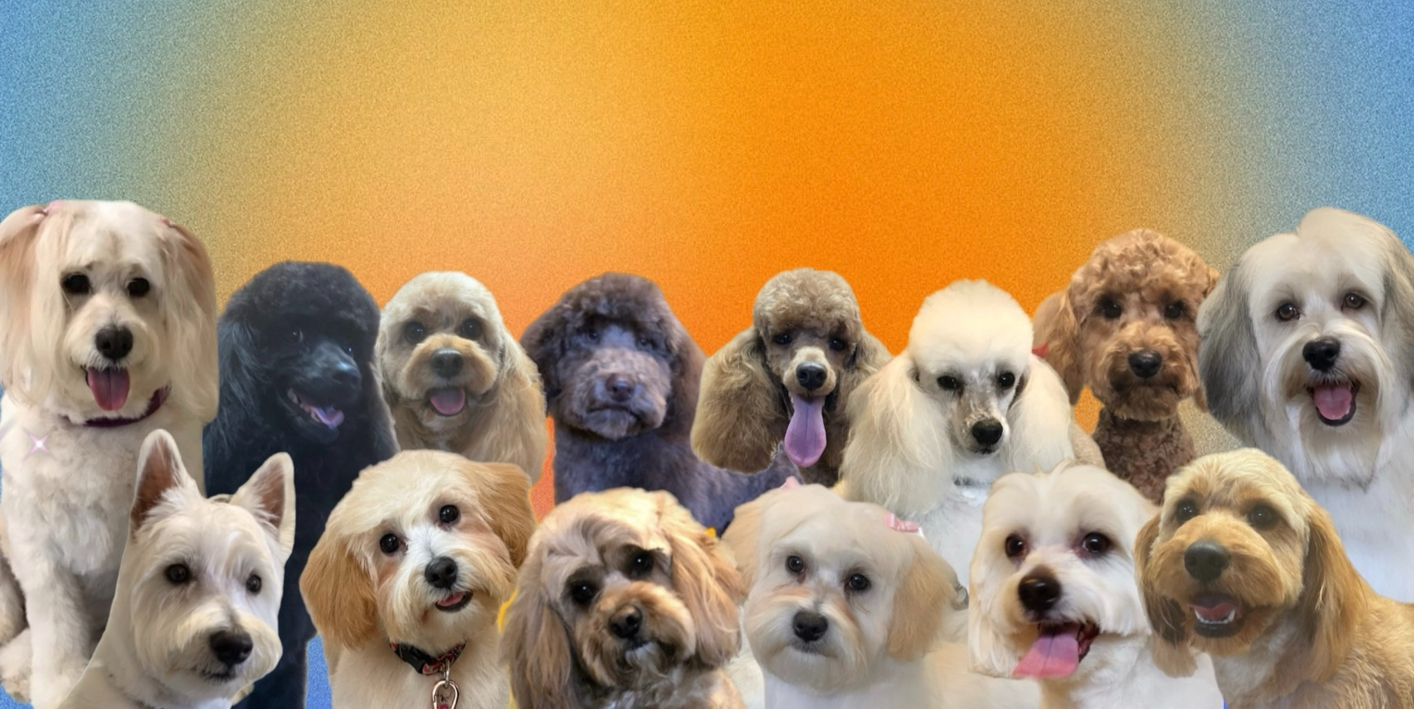 The Dog Groomer Shellharbour