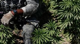 PTSD and Pot: The Fight to Get Veterans Some Weed