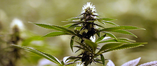 "House Bill Would Give Veterans Easier Access to Medical Marijuana" Huffington Post article