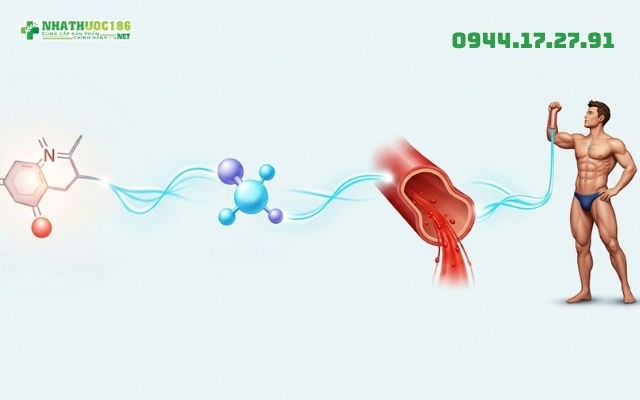 Ảnh hưởng của testosterone đến chức năng cương dương