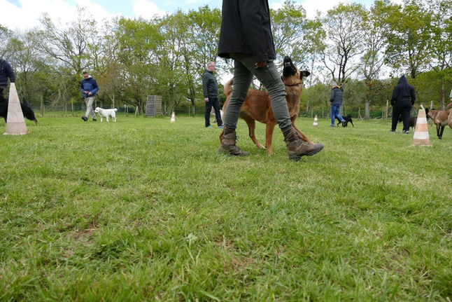 éducation canine