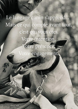 bullterrier.jpg