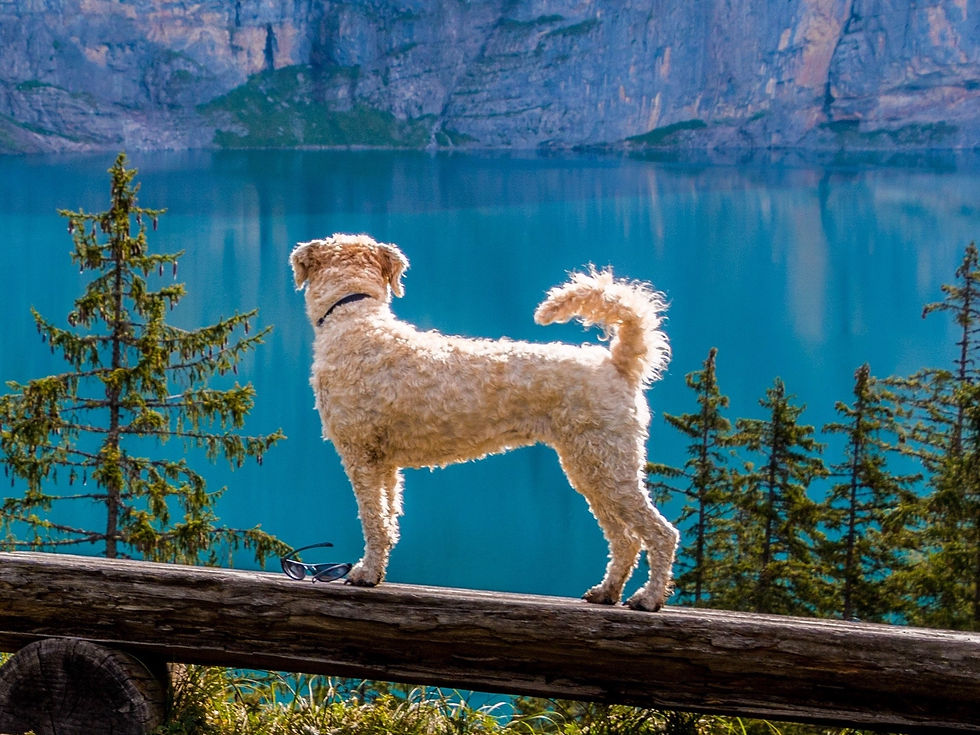 garde de chiens départ en vacances