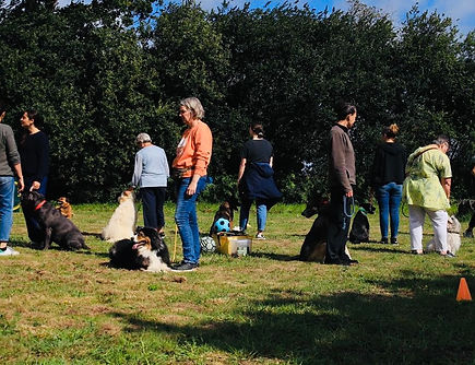 éducation canine éducateur canin