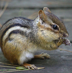 Chipmunk_edited.jpg